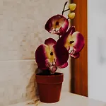 شقة Sol & Ria *